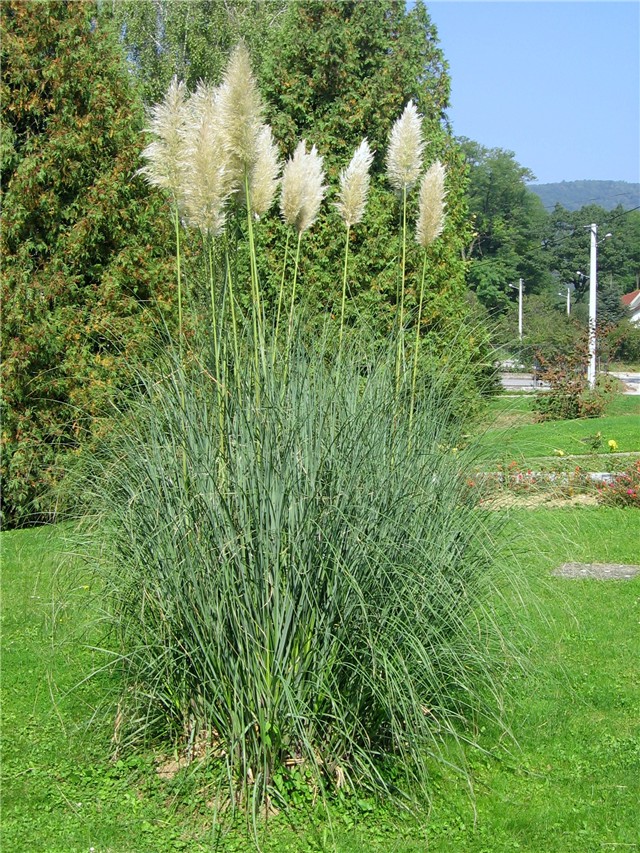 Pampas trava, Gajnice, Zagreb 